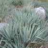 Yucca 'Adam's Needle' #1 - Image 2